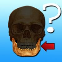 Anatomy Quiz