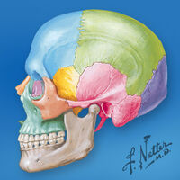 Anatomy