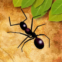 Ant Hill