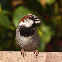 BirdsOfBritain