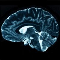 Brain Wave