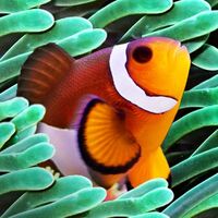C Aquarium