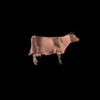 CowToss