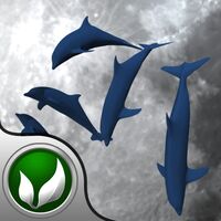 DolphinFlip