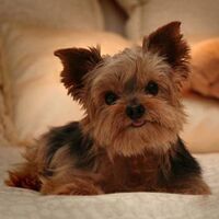 iPet Dogs