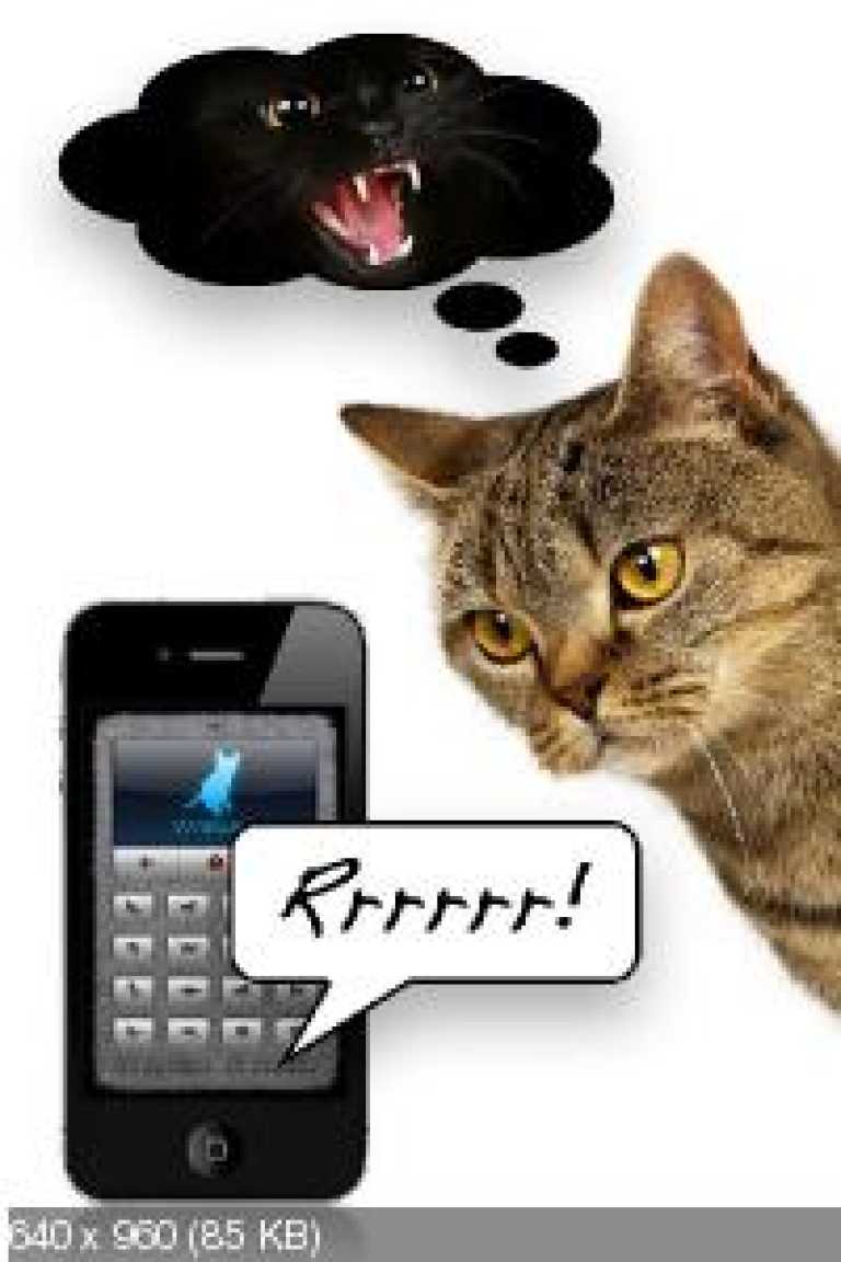 Human-to-Cat Translator Deluxe